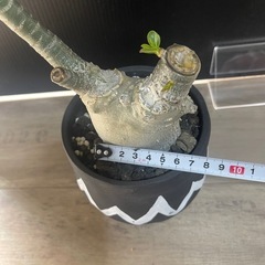 アデニウム　塊根植物　パキポディウムの画像