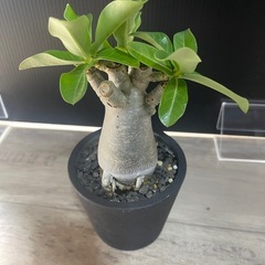 売約済　アデニウム　塊根植物　パキポディウムの画像