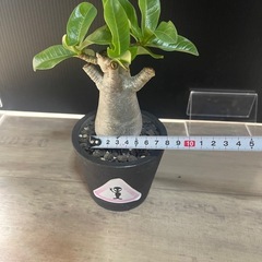 売約済　アデニウム　塊根植物　パキポディウムの画像