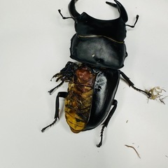 能勢YGオオクワガタ♂83.5mmBの画像