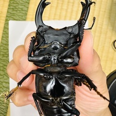 能勢YGオオクワガタ♂83.5mmBの画像
