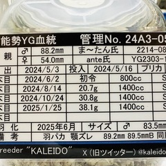 能勢YGオオクワガタ♂83.5mmBの画像