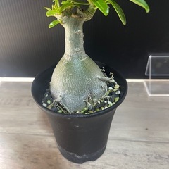 アデニウム　塊根植物　パキポディウムの画像