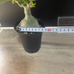 アデニウム　塊根植物　パキポディウムの画像