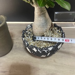 アデニウム　塊根植物　パキポディウムの画像