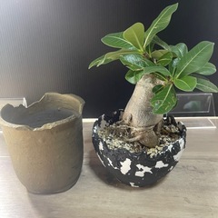 アデニウム　塊根植物　パキポディウムの画像