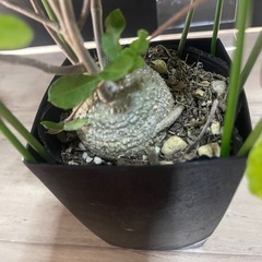 火星人　フォッケア・エデュリス　塊根植物　パキポディウムの画像