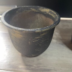 火星人　フォッケア・エデュリス　塊根植物　パキポディウムの画像