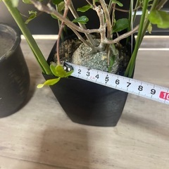 火星人　フォッケア・エデュリス　塊根植物　パキポディウムの画像