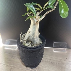 🉐
アデニウム　塊根植物　パキポディウムの画像