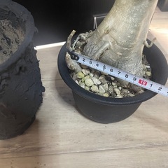 🉐
アデニウム　塊根植物　パキポディウムの画像