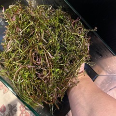 水草のみの画像