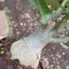 アデニウム　オベスム　観葉植物　塊根植物　多肉植物　ビザールプランツ　レアプランツ　ガーデニング　植物　グリーン　趣味　盆栽　葉　花　庭　草　インテリア　おしゃれ　飾り　園芸　の画像