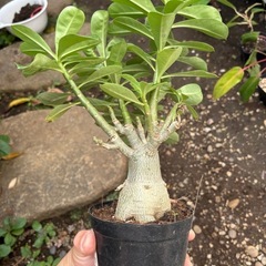 アデニウム　オベスム　観葉植物　塊根植物　多肉植物　ビザールプランツ　レアプランツ　ガーデニング　植物　グリーン　趣味　盆栽　葉　花　庭　草　インテリア　おしゃれ　飾り　園芸　の画像