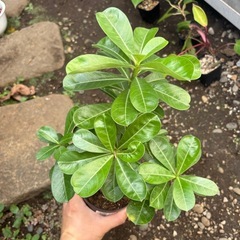 アデニウム　オベスム　観葉植物　塊根植物　多肉植物　ビザールプランツ　レアプランツ　ガーデニング　植物　グリーン　趣味　盆栽　葉　花　庭　草　インテリア　おしゃれ　飾り　園芸　の画像