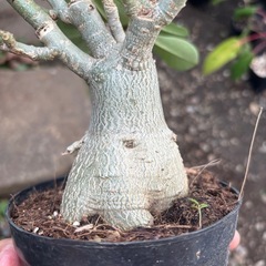 アデニウム　オベスム　観葉植物　塊根植物　多肉植物　ビザールプランツ　レアプランツ　ガーデニング　植物　グリーン　趣味　盆栽　葉　花　庭　草　インテリア　おしゃれ　飾り　園芸　の画像