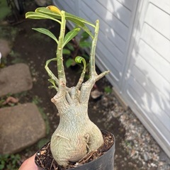 【20%オフ6/15】アデニウム　オベスム　観葉植物　塊根植物　多肉植物　ビザールプランツ　レアプランツ　ガーデニング　植物　グリーン　趣味　盆栽　葉　花　庭　草の画像