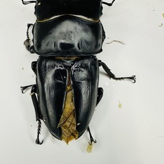 取引中 能勢YGオオクワガタ♂85.4mmBの画像