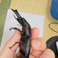取引中 能勢YGオオクワガタ♂85.4mmBの画像