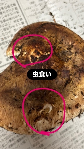 松茸