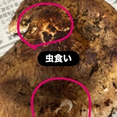 松茸の画像