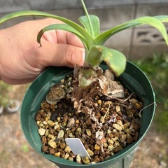 【写真更新】アガベ　アテナータ　観葉植物　多肉植物　ビザールプランツ　グリーン　生活雑貨 家庭用品 ガーデニングの画像