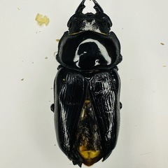 岐阜県産 オオクワガタ 野外品 72mm. 岐阜県産 オオクワガタ 野外品 72mm.