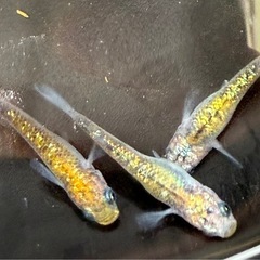 改良メダカ　夜桜　成魚サイズ　オスメス合計5匹の画像