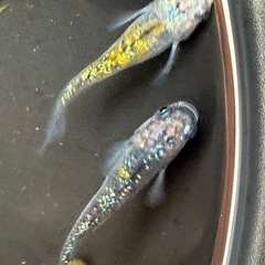改良メダカ　夜桜　成魚サイズ　オスメス合計5匹の画像