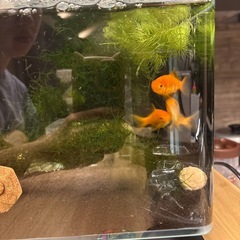 金魚残り3匹の画像