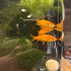 金魚残り3匹の画像