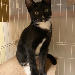 お洒落なタキシード柄🖤白い靴下も履いている可愛すぎる女の子🤍