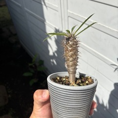 パキポディウム　ラメリー　観葉植物　塊根植物　多肉植物　ビザールプランツ　レアプランツ　ガーデニング　植物　グリーン　趣味　盆栽　葉　花　庭　草　インテリア　おしゃれ　飾り　園芸　　　の画像