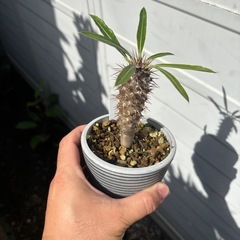 パキポディウム　ラメリー　観葉植物　塊根植物　多肉植物　ビザールプランツ　レアプランツ　ガーデニング　植物　グリーン　趣味　盆栽　葉　花　庭　草　インテリア　おしゃれ　飾り　園芸　　　の画像