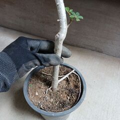 2000円 7 ホンコン コンパクタ　5号　シェフレラ　観葉植物の画像