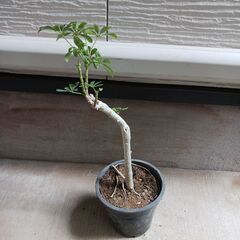 2000円 7 ホンコン コンパクタ　5号　シェフレラ　観葉植物の画像