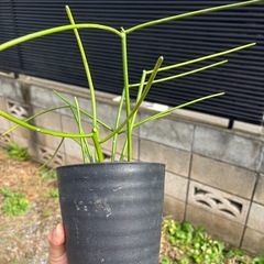 ミドリサンゴ(トウダイグサ科) Euphorbia tirucalli ミルクブッシュ　ミドリサンゴ　観葉植物　塊根植物　多肉植物　ビザールプランツ　レアプランツ　ガーデニング　植物　グリーン　趣味　盆栽　葉　花　庭　草　インテリア　おしゃれ　飾り　園芸　　の画像