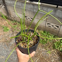 ミドリサンゴ(トウダイグサ科) Euphorbia tirucalli ミルクブッシュ　ミドリサンゴ　観葉植物　塊根植物　多肉植物　ビザールプランツ　レアプランツ　ガーデニング　植物　グリーン　趣味　盆栽　葉　花　庭　草　インテリア　おしゃれ　飾り　園芸　　の画像