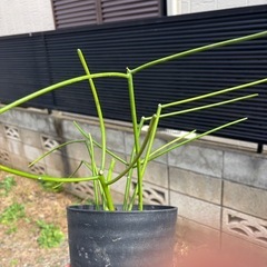 ミドリサンゴ(トウダイグサ科) Euphorbia tirucalli ミルクブッシュ　ミドリサンゴ　観葉植物　塊根植物　多肉植物　ビザールプランツ　レアプランツ　ガーデニング　植物　グリーン　趣味　盆栽　葉　花　庭　草　インテリア　おしゃれ　飾り　園芸　　の画像