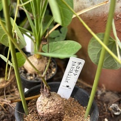 チロセマ　ファッソグレンシス　観葉植物　塊根植物　多肉植物　ビザールプランツ　レアプランツ　ガーデニング　植物　グリーン　趣味　盆栽　葉　花　庭　草　インテリア　おしゃれ　飾り　園芸　の画像
