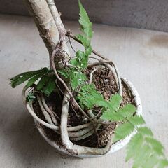 2500円 8 ホンコン コンパクタ　5号　シェフレラ　観葉植物の画像