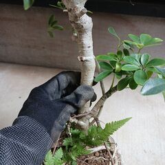 2500円 8 ホンコン コンパクタ　5号　シェフレラ　観葉植物の画像