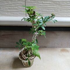 2500円 8 ホンコン コンパクタ　5号　シェフレラ　観葉植物の画像