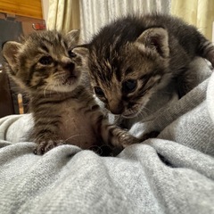 キジトラ里親募集