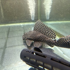 魚2匹セットまとめて売ります。の画像