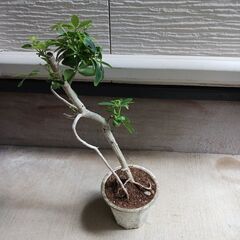 2000円 9 ホンコン コンパクタ　5号　シェフレラ　観葉植物の画像