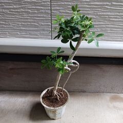 2000円 9 ホンコン コンパクタ　5号　シェフレラ　観葉植物の画像