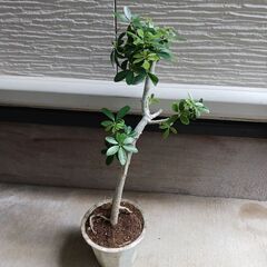 2000円 9 ホンコン コンパクタ　5号　シェフレラ　観葉植物の画像