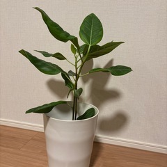 観葉植物・フィカス2本立ての画像