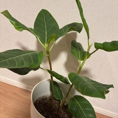 観葉植物・フィカス2本立ての画像